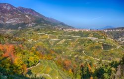 I vigneti di Tuenno in autunno: siamo in Val di Non, in Trentino Alto Adige, provincia di Trento.
