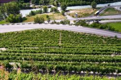 I vigneti lungo la valle della Dora Baltea a Sarre, provincia di Aosta, fotografati in estate