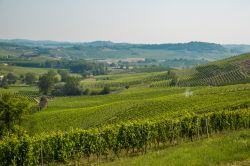 I vigneti sulle colline intorno a Casale Monferrato in Piemonte