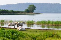 Il Lago di Vico una classica escursione da Ronciglione, nel Lazio