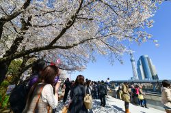 Il momento della fioritura dei ciliegi al parco Sumida-ku di Tokyo in Giappone