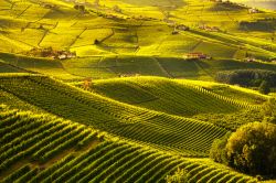 Il paesaggio incantato dei vigneti di Barolo nelle Langhe in Piemonte, alla fine dell'estate