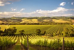 Il paesaggio vinicolo delle campagne di Cigliano in Toscana, Val d'Orcia - © Paolo Fassoli / Shutterstock.com