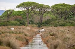 Il Parco dell'Uccellina si trova vicino a Marina di Alberese nella Maremma grossetana