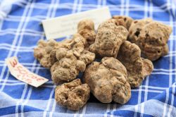 Il pregiato tartufo bianco di Moncalvo esposto durante la famosa Fiera del Tartufo di ottobre