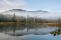 Il torrente McLane in una mattina invernale di nebbia, Olympia, Washington, Stati Uniti.

