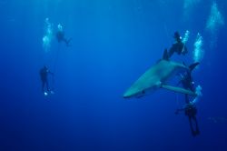 Il loro dorso è blu scuro, più chiaro sui fianchi e con il ventre bianco. La verdesca o squalo azzurro appartiene alla famiglia Carcharhinidae che abita acque profonde e temperate ...
