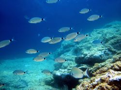 Immersioni nel mare dell'isola di Cavallo nel sud della Corsica