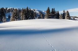 Impronte di un animale su una pista innevata nello ski resort di Megève, Francia.

