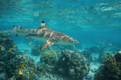 Isola di Huahine, Polinesia Francese: uno squalo della scogliera di Blacktip con pesci farfalla e coralli tropicali nella laguna a sud del Pacifico.

