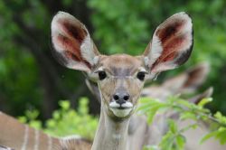 Un giovane esemplare di Kudu Tragelaphus Strepsiceros nel parco di Ruaha. Quest'antilope, nota anche come kudu maggiore, popola le zone boschive dell'Africa orientale e meridionale nutrendosi ...