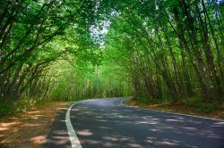 La bella strada che sale tra i boschi dell'Aspromonte a Gambarie in Calabria