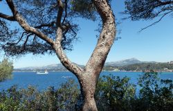 La costa a Le Pradet, riviera francese. La striscia di terra affacciata sul mare è caratterizzata da arbusti odorosi e selvaggi della macchia.
