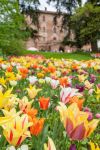 La festa dei tulipani al castello di Pralormo, in Piemonte.