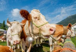 La Fiera dell'Agricultura a Riolo Terme in Emilia-Romagna