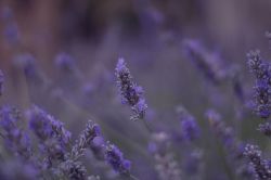 La fioritura della lavanda a Sadali in Sardegna