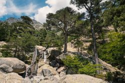 La foresta di Vizzavona e la Cascata degli Inglesi, Corsica. Prendendo la strada del GR20 ci si può avventurare lungo uno dei più bei sentieri di tutto il paese accompagnati da ...