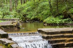 La graziosa cascatella di un torrente nei boschi di Bad Hindelang, Baviera, Germania.
