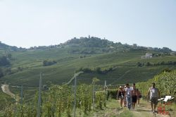 La Mangialonga, la passeggiata enogastronomica a La Morra, Cuneo, Piemonte. Una bella immagine di questa camminata non competitiva che attraversa le colline e i vigneti di La Morra, un appuntamento ...