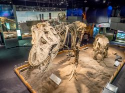 La mostra dei Dinosauri Fossili al Royal Tyrrell Museum di Drumheller in Alberta - © Jeff Whyte / Shutterstock.com