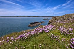 La parte nord della spiaggia di Newborough sull'Isola di Anglesey, Galles, UK. Vista dall'isola di Llanddwyn con in primo piano le rose di mare fiorite.
