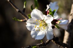 La Primavera Narese: la Festa del Mandorlo in Fiore a Naro in Sicilia