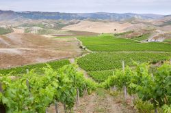 La produzione del vino Cirò DOC in Calabria, costa ionica