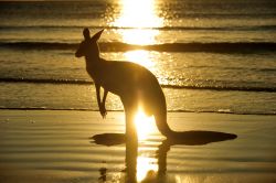 La silhouette di un canguro grigio fotografato al tramonto nel nord del Queensland, Australia. Questo simpatico marsupiale, simbolo per eccellenza dell'Australia, è presente nel paese ...
