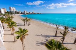 La spiaggia di La Albufereta con palme a Alicante, Spagna. Nonostante la popolarità, è poco frequentata.
