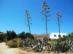 La taverna sulla spiaggia di Roukounas, isola di Anafi, Grecia. Tutte le locande isolane offrono ai visitatori cibo fatto in casa secondo le antiche tradizioni - © Kostas Koutsaftikis / ...