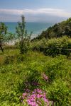 La vegetazione sulle colline di Fiorenzuola di Focara, Pesaro, Marche.
