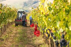 La vendemmia sulle colline nei dintorni di Dozza in Emilia-Romagna