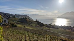 La zona del Lavaux a Losanna sul Lago Lemano in Svizzera  - © Deborah Terrin