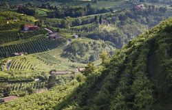 Le colline nei dintorni di Conegliano Veneto, non lontano da Valdobbiadene, dove vengono coltivate le vitti che consentiranno la produzione di vino prosecco - © Dziobek / Shutterstock.com ...