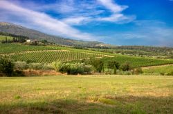 Le dolci colline della provincia di Pistoia non distanti da Quarrata in Toscana