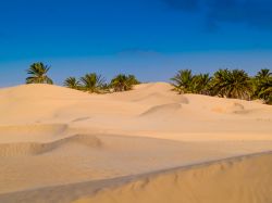 Le dune di sabbia del deserto del Sahara a Douz, Tunisia. Sullo sfondo, le palme di quest'oasi, la più grande della Tunisia con oltre 500 mila alberi.

