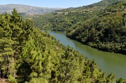 Le foreste sugli argini del fiume Douro nei pressi di Resende, Portogallo.



