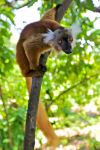 La femmina di un lemure macaco su un albero nella giungla dell'isola di Nosy Komba, Madagascar - foto © Fruzsi-Gergo / Shutterstock.com

