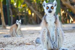 I lemuri sono una delle tante specie introdotte sull’isola. A Necker Island oggi ci sono quattro diverse specie di lemuri provenienti dal Madagascar per un totale di circa ottanta lemuri. ...