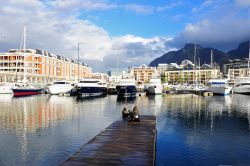 Leone marino dal molo, Porto di Cape Town, Sud Africa - Questa zona ricca di negozi, bar tipici, abitanti giovani che suonano strumenti musicali per le vie e soprattutto il porto, conosciuta ...