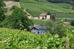 Il paesaggio verde lungo la Strada del Vino a Termeno in Alto Adige