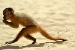 Macaco in spiaggia a Vassouras, siamo non lontano dei Lençois Maranhenses in Brasile