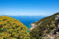 Macchia mediterranea (Euforbia) e costa con il Faro di Zannone, Isole Pontine: sullo sfondo le coste del Lazio