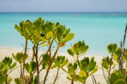 Mangrovie in una delle tante spiagge delle Berry Islands alle Bahamas