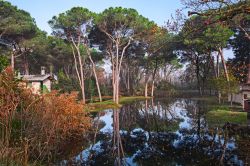 Marina romea, Ravenna: dentro alla pineta costiera della Pialassa della Baiona