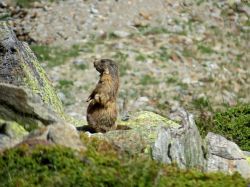 Una simpatica marmotta in Val Senales, Trentino Alto Adige. Questo mammifero appartenente alla famiglia degli "sciuridi" è parente dello scoiattolo a differenza del quale però ...