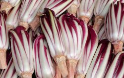 Martellago, Veneto: il radicchio tardivo viene celebrato ogni anno con una mostra