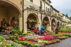 Mercato di fiori e piante lungo le vie del centro storico di Greve in Chianti, Toscana - © Sean Heatley / Shutterstock.com