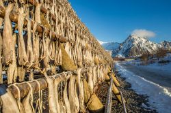 Merluzzi messi ad essiccare a Svolvaer, Lofoten, Norvegia.

