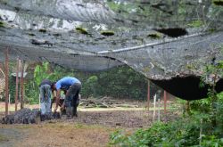 La raccolta del caffè occupa almeno una decina di persone alla fabbrica Monte Alto di Jarabacoa. Le piante entrano in produzione dopo tre anni dalla loro collocazione nelle piantagioni.
 ...